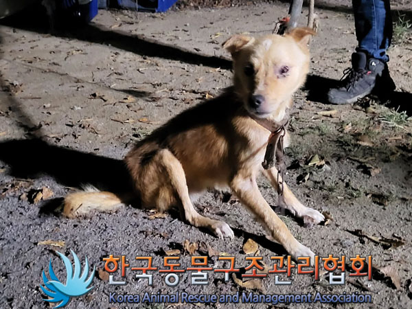 한국동물구조관리협회_441560202301263